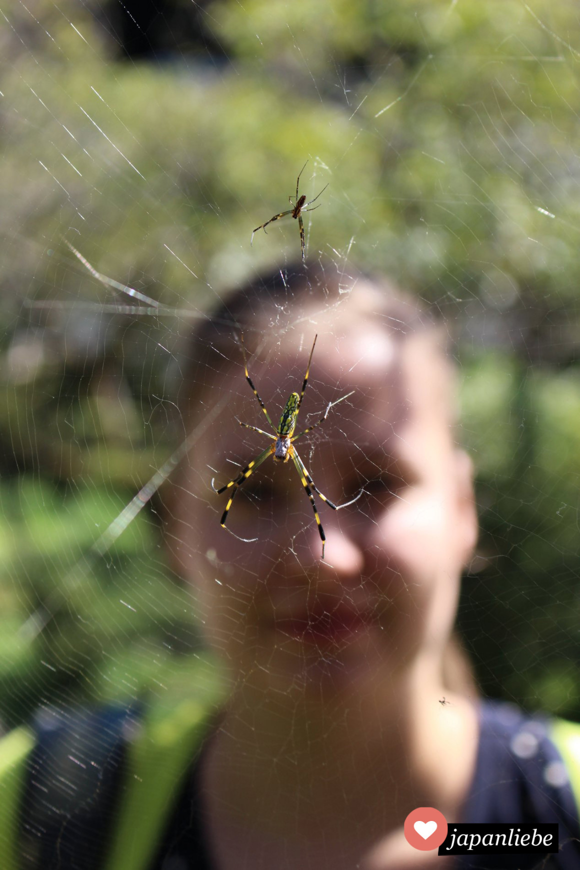 Japans Tierwelt: Jorō-gumo Spinne auf Kyushu, Weibchen und Männchen im Größenvergleich