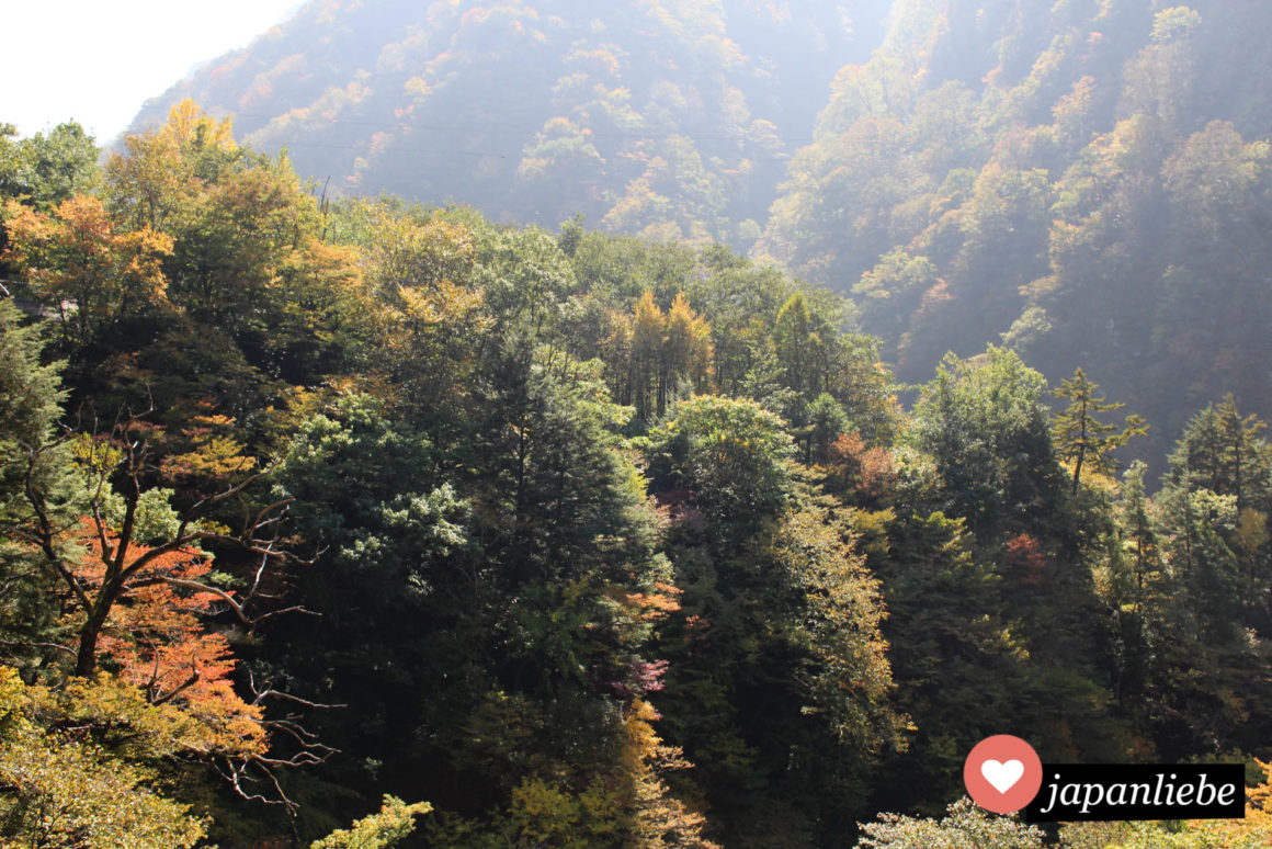 Sobald das Laub der Bäume sich komplett herbstlich gefärbt hat, kann man sich vor Touristen kaum noch retten.