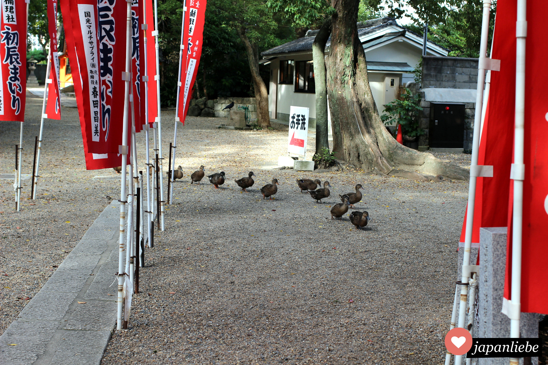 Eine Entenfamilie watschelt über den Weg am Sumiyoshi Taisha Schrein in Osaka.