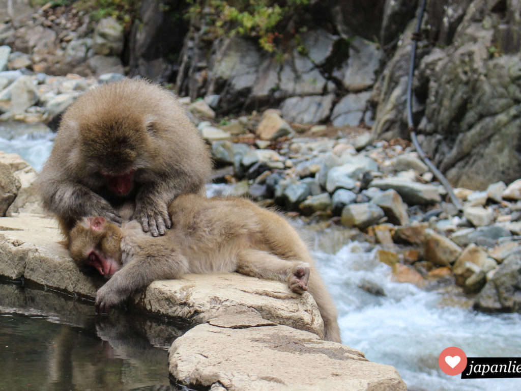 Die Affen im Jigokudani Snow Monkey Park lausen sich genüsslich an den heißen Quellen.