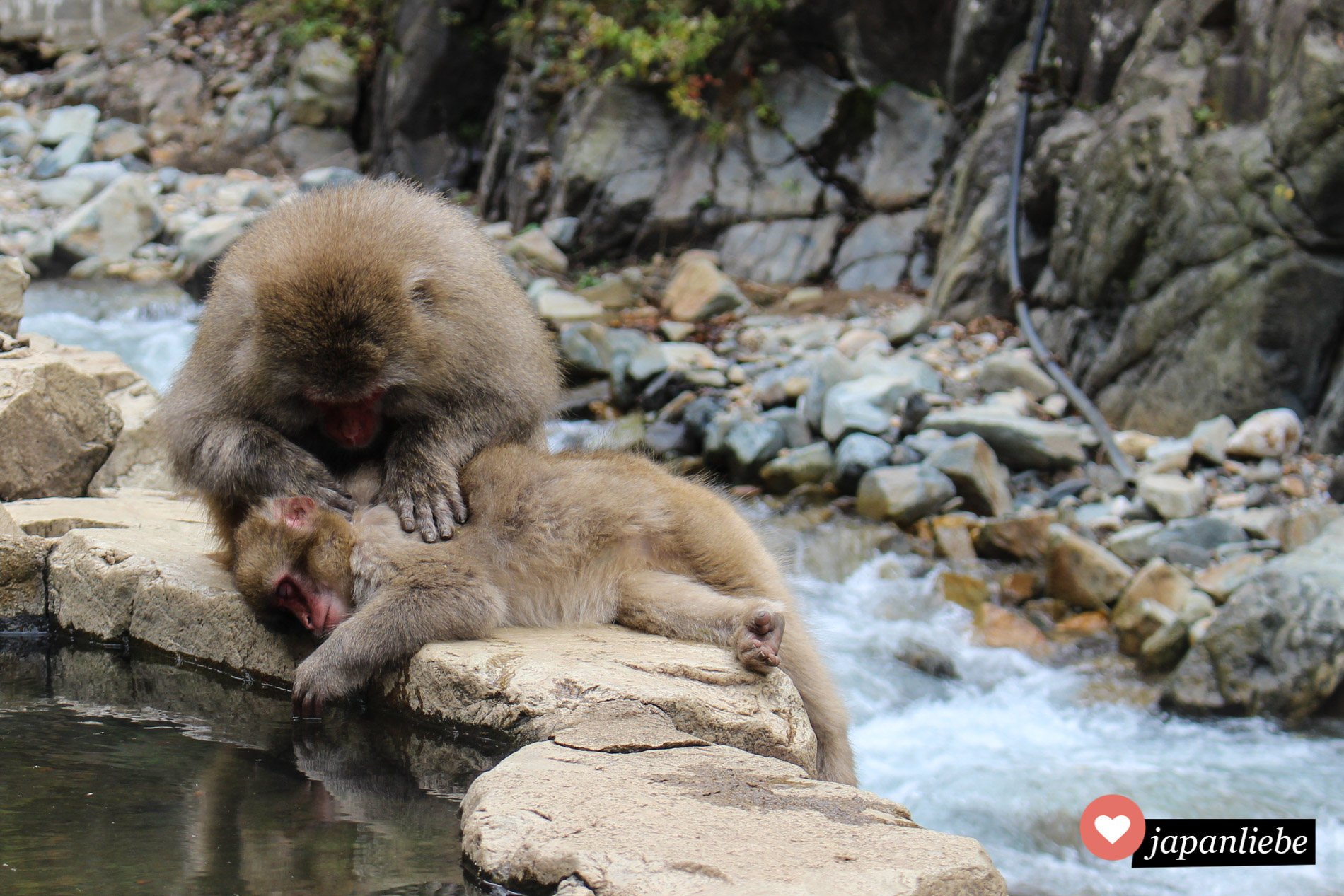 Die Affen im Jigokudani Snow Monkey Park lausen sich genüsslich an den heißen Quellen.