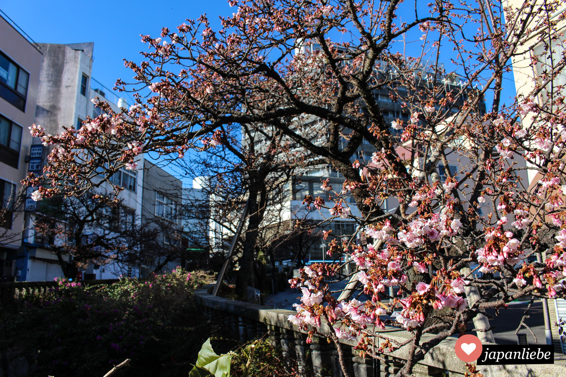 In Atami blühen die Kirschbäume bereits Ende Januar.