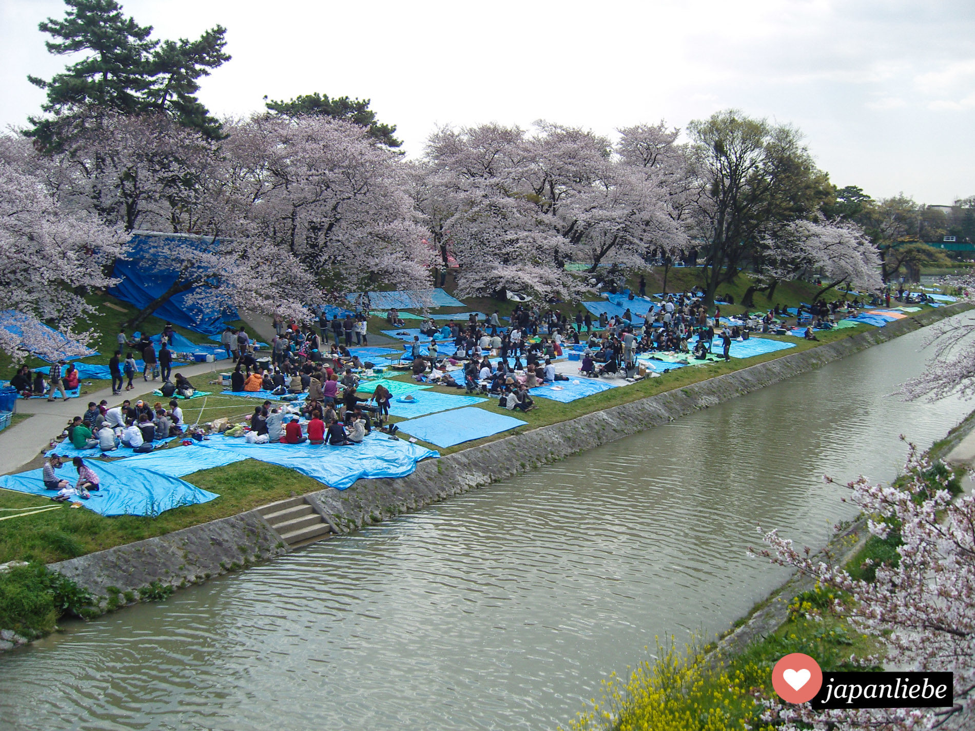 Egal wie hübsch die Kirschblüte ist, Hanami geht nicht ohne häßliche, blaue Plastikplanen.