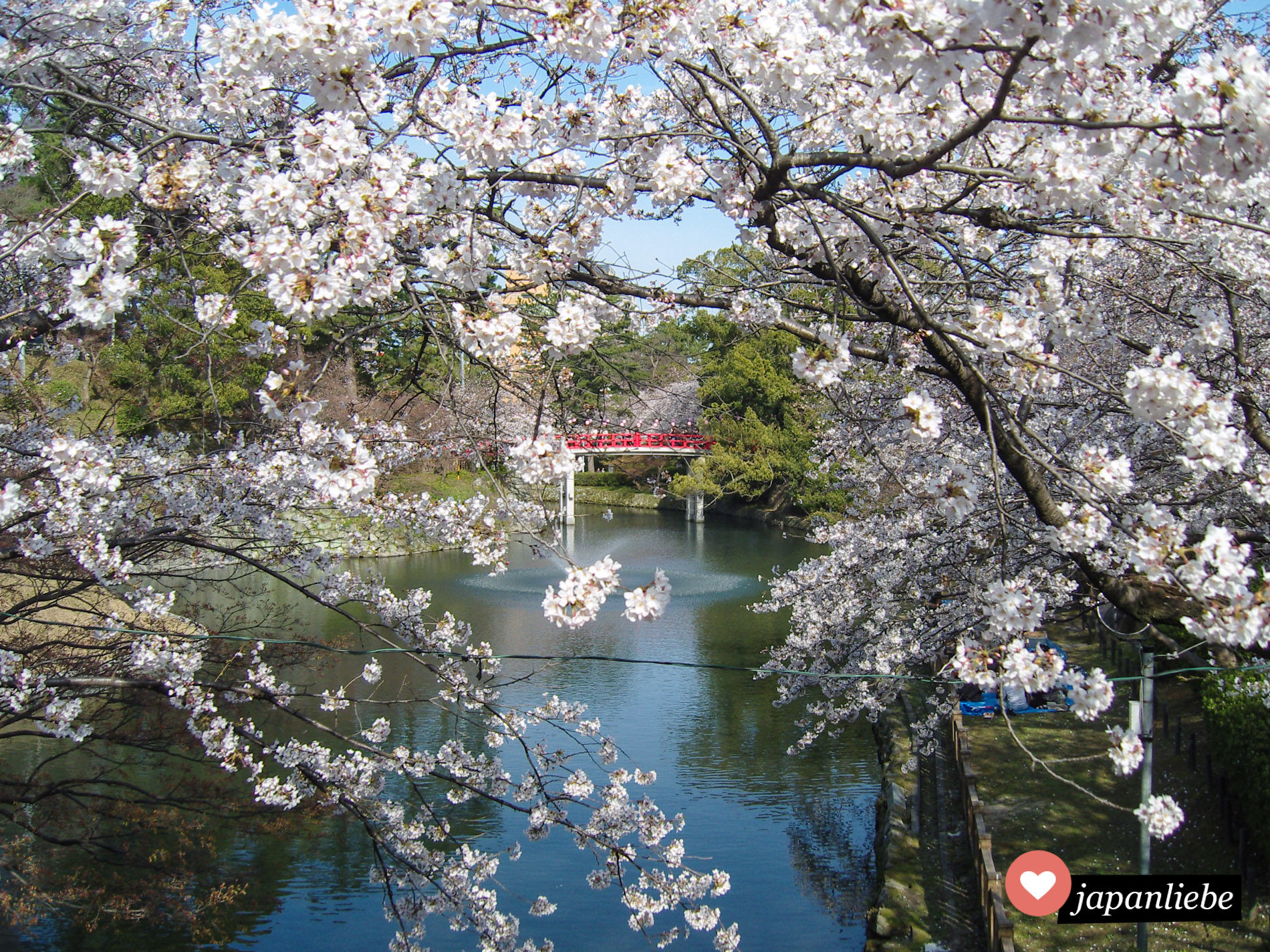 Die Kirschblüte im Park der Burg Okazaki