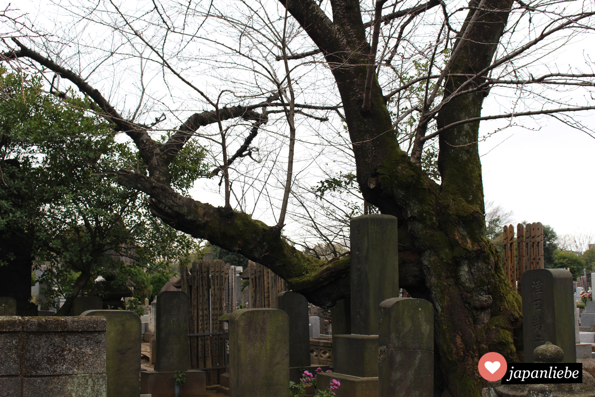 Der Yanaka Reien gilt als einer der schönsten Friedhöfe Tokios. Im Frühling verwandelt er sich in ein Kirschblütenmeer.