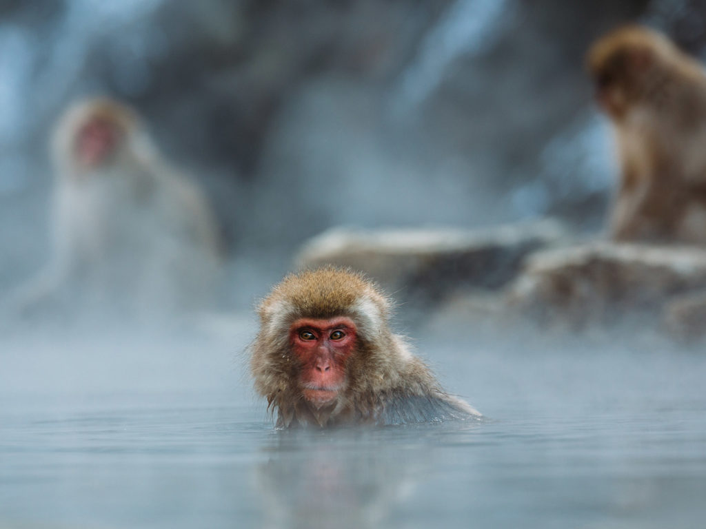 Die berühmten im Onsen badenden Affen im Jigokudani Snow Monkey Park.