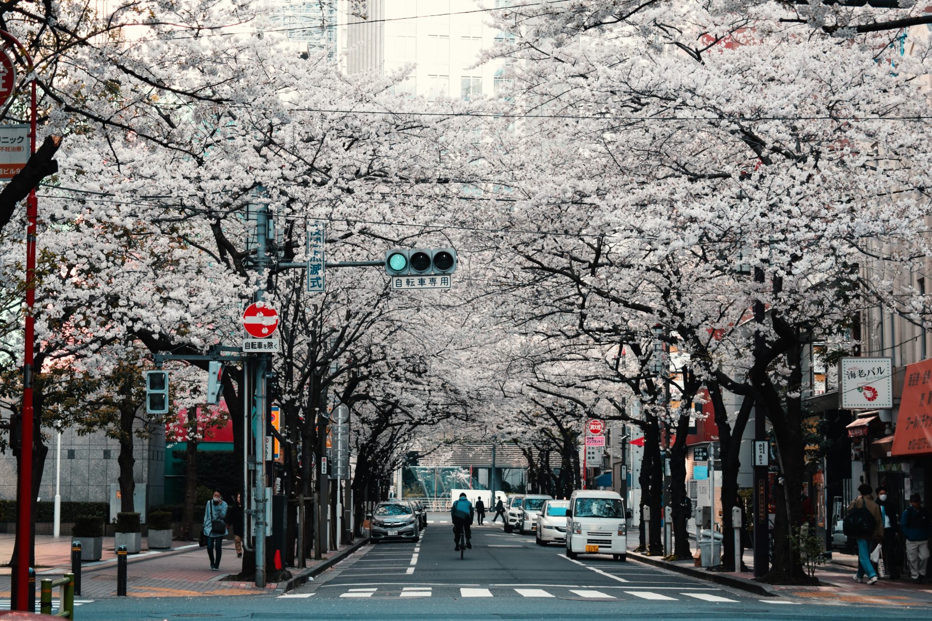 Eine Straße mit Kirschbäumen im Frühling in Tōkyō. (Foto: Agathe Marty auf Unsplash https://unsplash.com/photos/2cdvYh6ULCs)