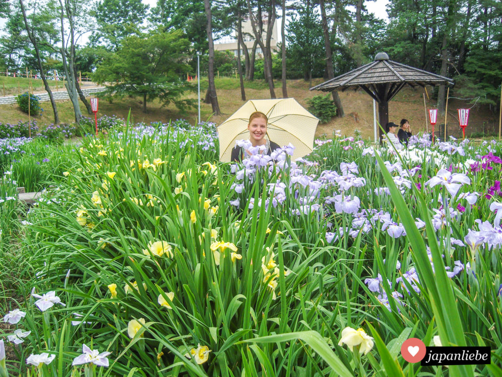 Auch in der Regenzeit kann man in Japan tolle Tage verbringen. Vor allem, wenn der Iris so schön blüht wie hier in Okazaki.