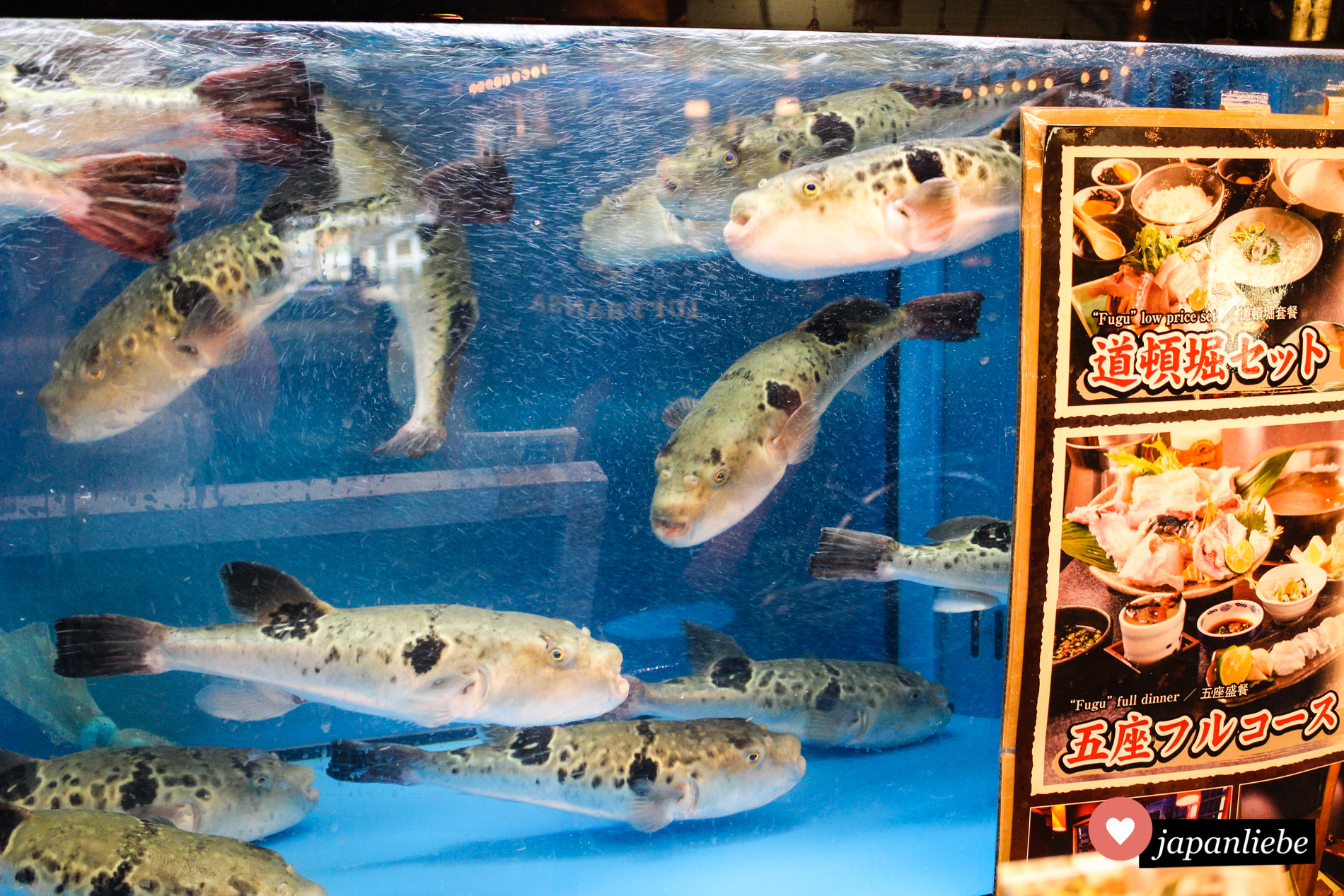Diese armen Kugelfische harren in einem Aquarium eines fugu-Restaurants aus, bis sie bei einer wagemutigen Person auf dem Teller landen.