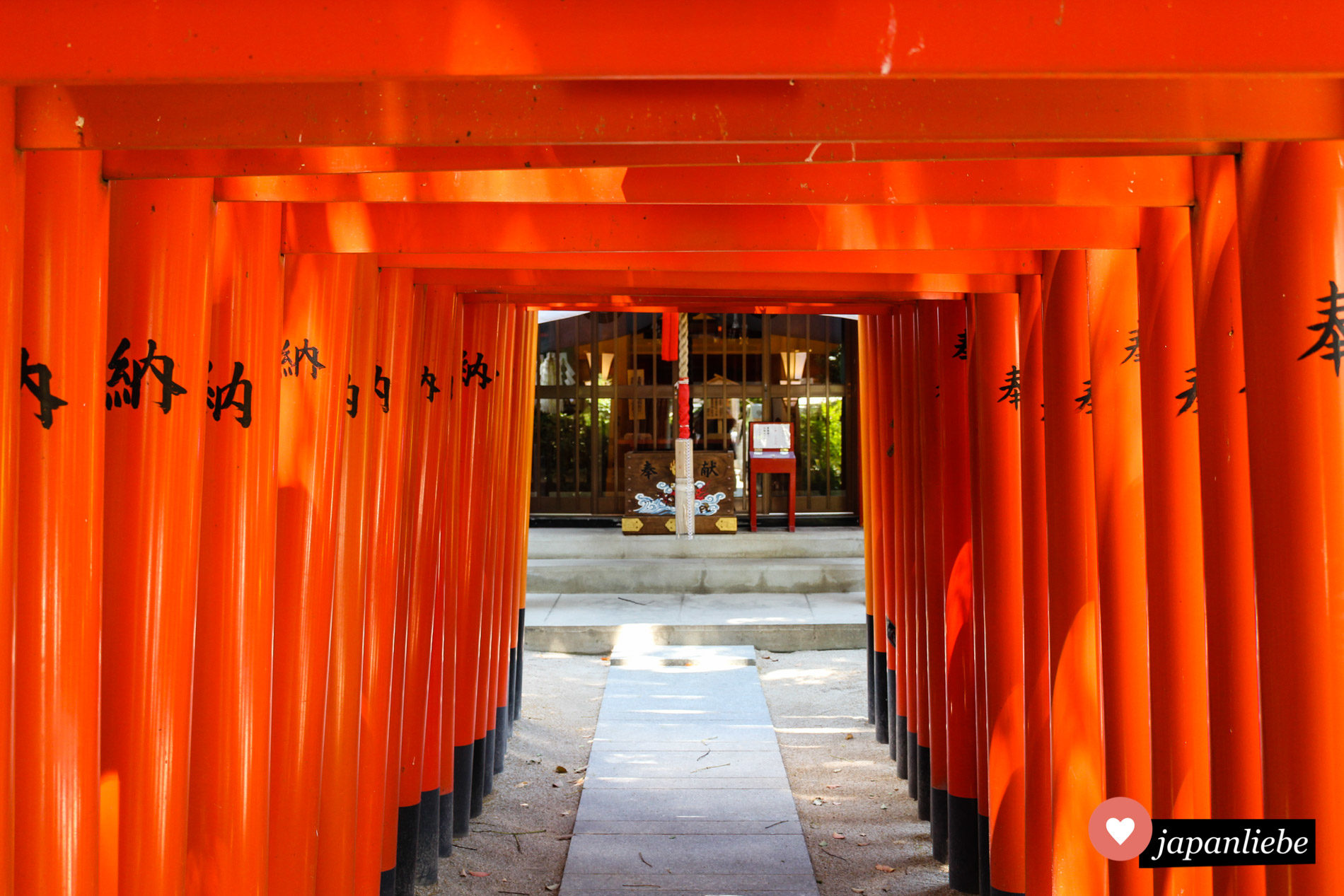 Eine Reihe roter torii führt am Kushida Schrein in Fukuoka zur Spendenbox.