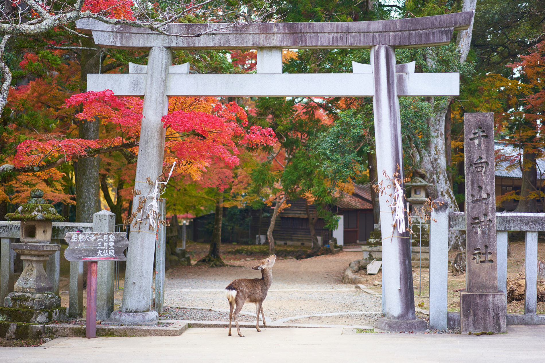 Ein Reh unter einem Schreintor in Nara. (Foto: Timo Volz auf Unsplash)