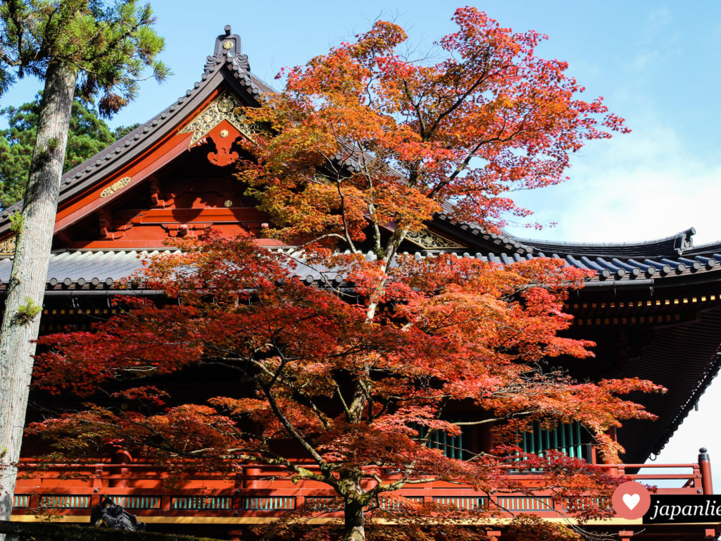 Ein rotgefärbter Ahornbaum vor dem Schatzhaus des Rinnō-ji Tempels in Nikkō.