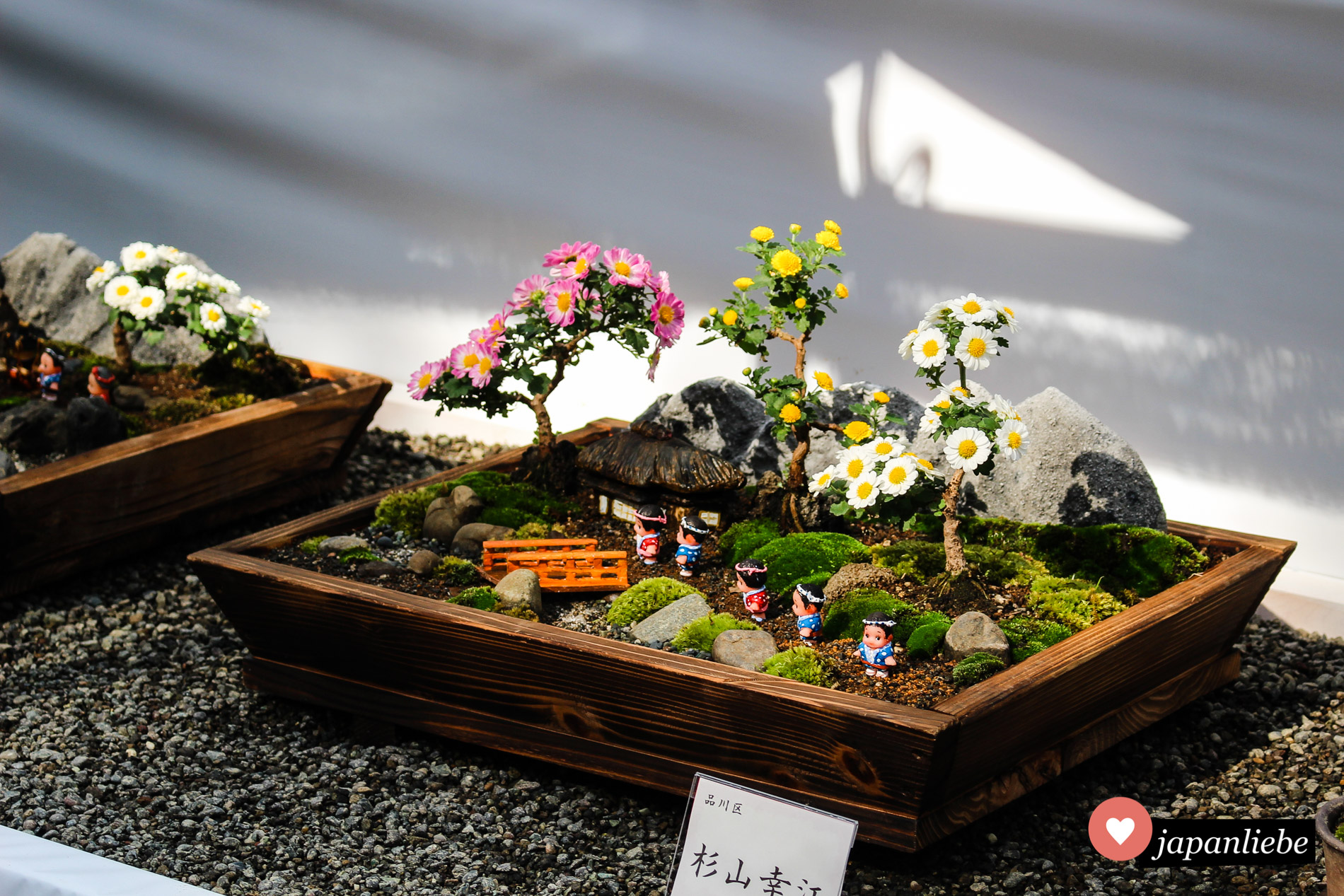 Im November findet jedes Jahr am Meiji Schrein in Tōkyō eine chrysanthemen-Schau statt. Hier sieht man die kaiserliche Blume mal ganz anders.