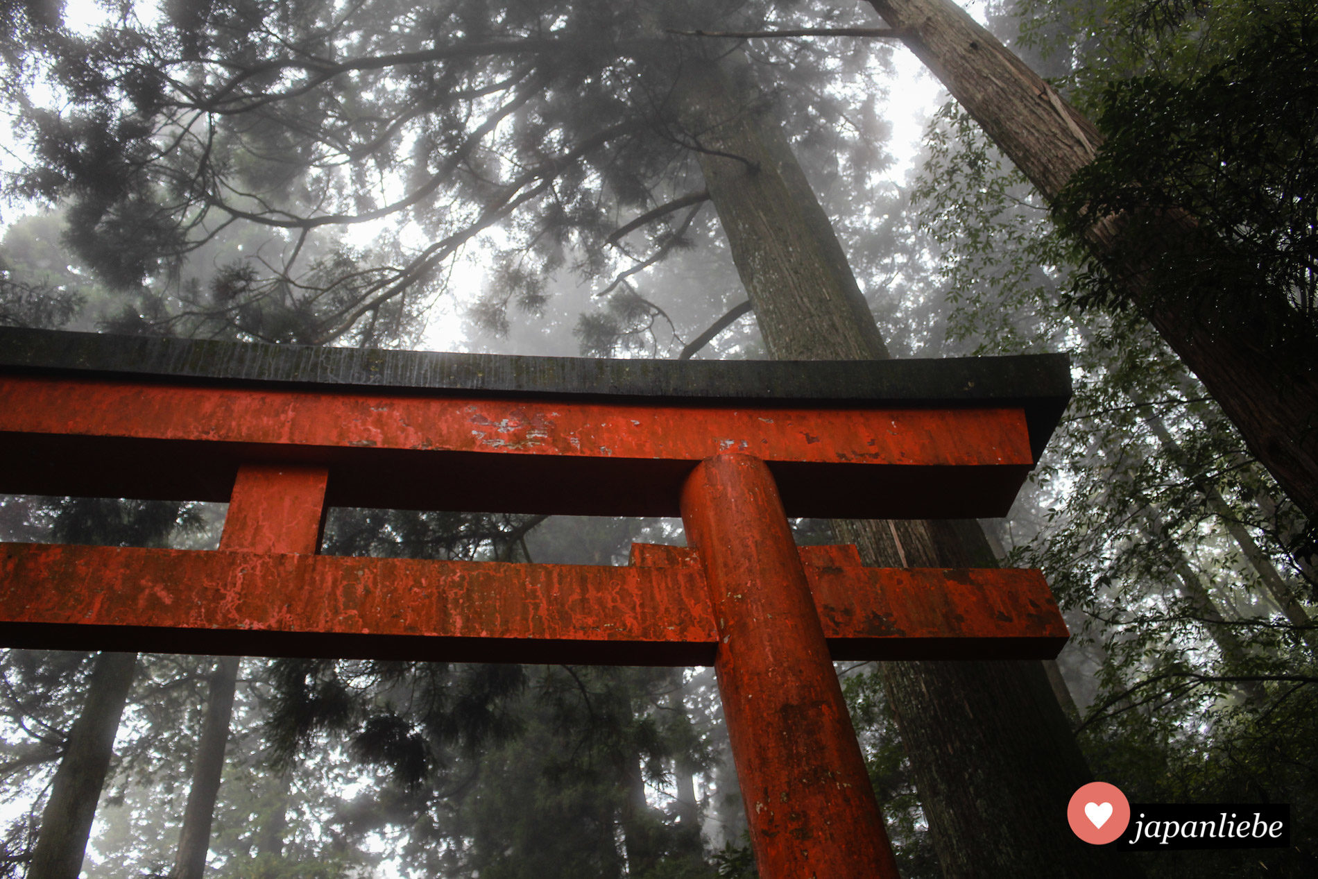 Das Schreintor des Hakone-Schreins in dichtem Nebel.