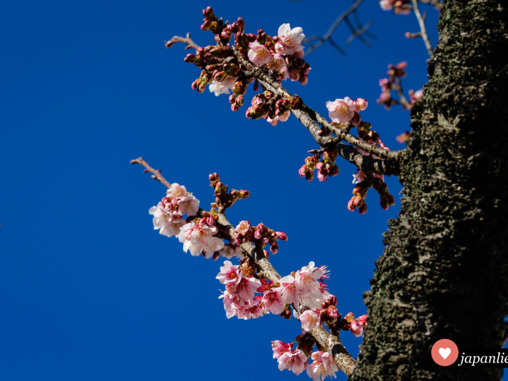In Atami blühen die Kirschblüten bereits im Januar und Februar.