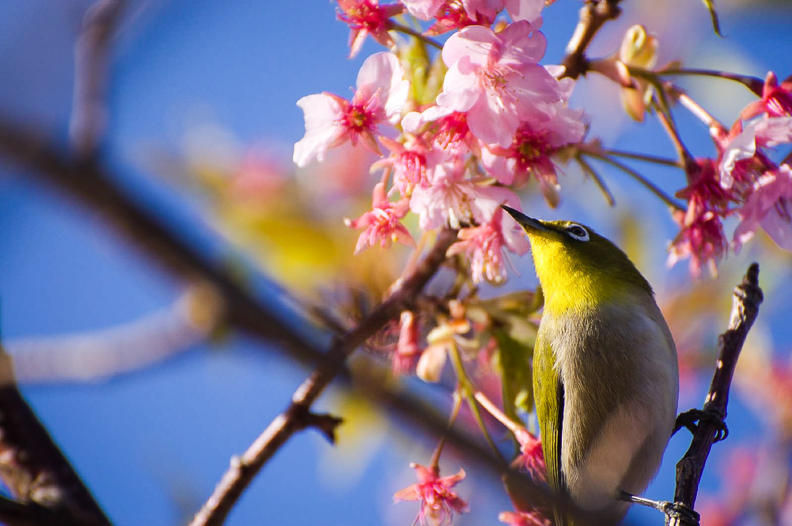 Ein Japanbrillenvogel zwischen Kirschblüten. (Foto: hoge asdf auf flickr https://flic.kr/p/62jGXv CC BY 2.0)