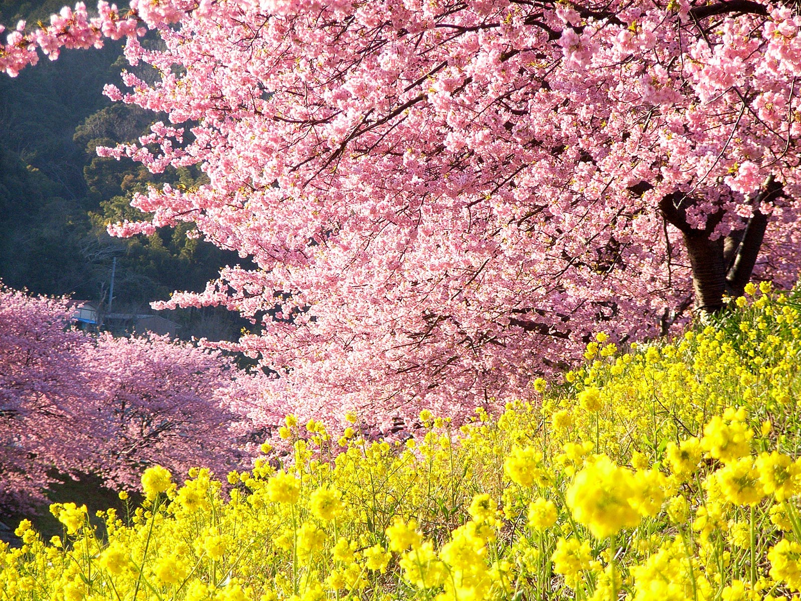 Ein wunderschöner Kontrast: rosa Kirschblüten und gelbe Rapsblüten. (Foto: Naoki Natsume auf flickr https://flic.kr/p/Trp7cf CC BY-ND 2.0)