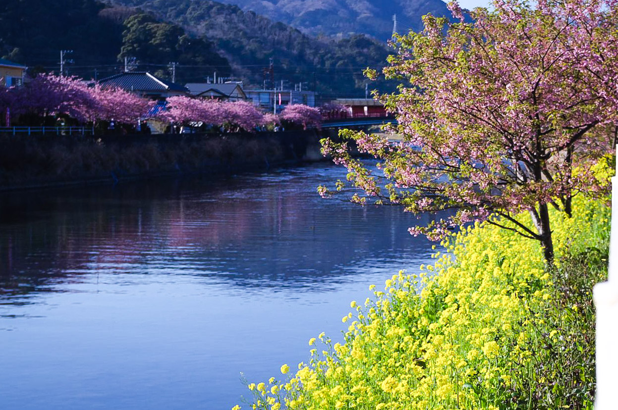 Frühblühende Kirschbäume am Kawazu Fluss blühen bereits im Februar. (Foto: hoge asdf auf flickr https://flic.kr/p/62jGVr CC BY 2.0)