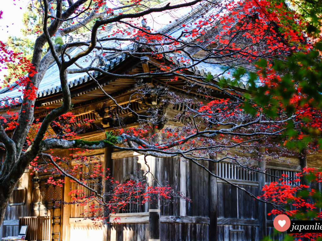 Leuchtend rotes Herbstlaub am Nyohō-ji-Tempel in Ōzu.