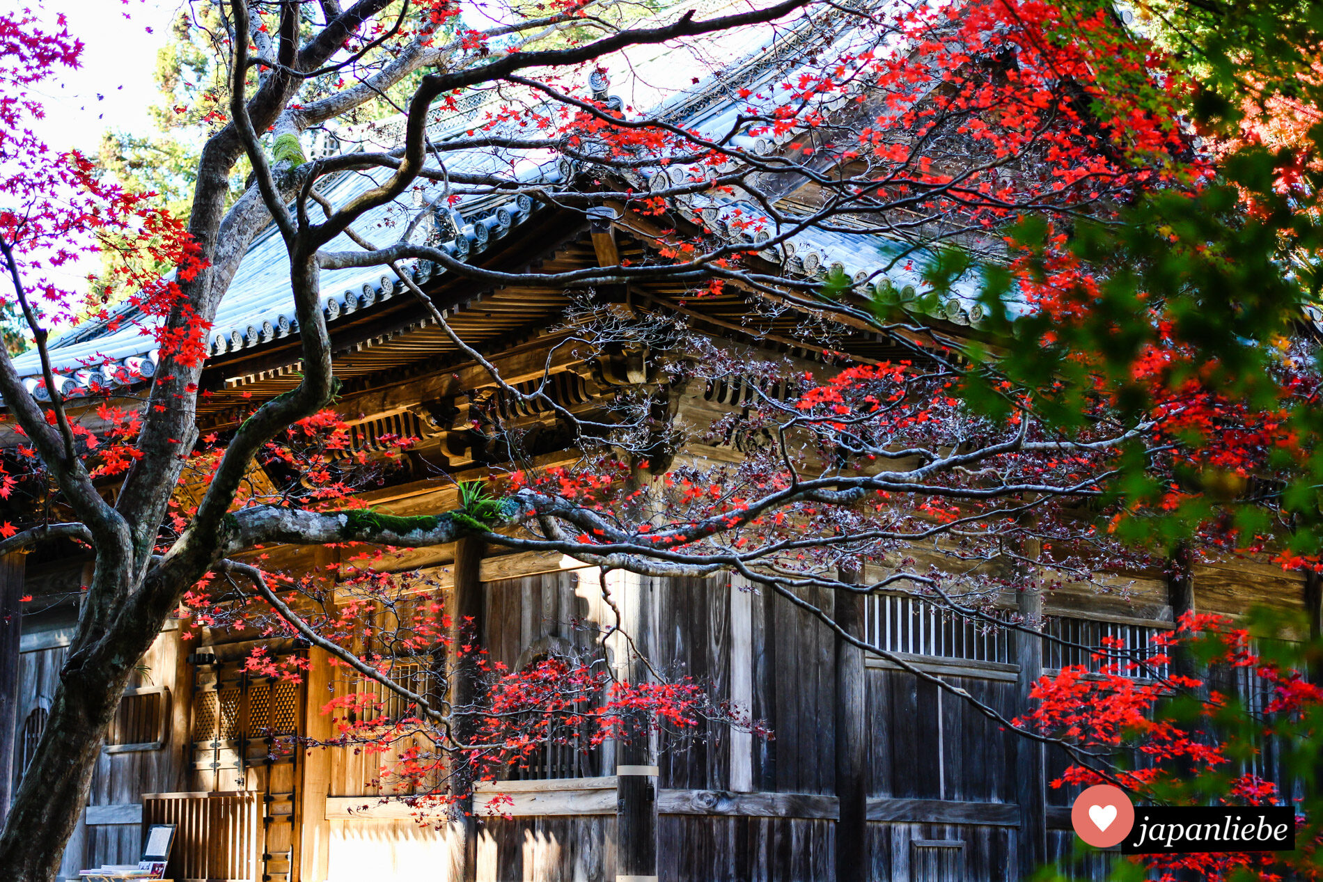 Leuchtend rotes Herbstlaub am Nyohō-ji-Tempel in Ōzu.