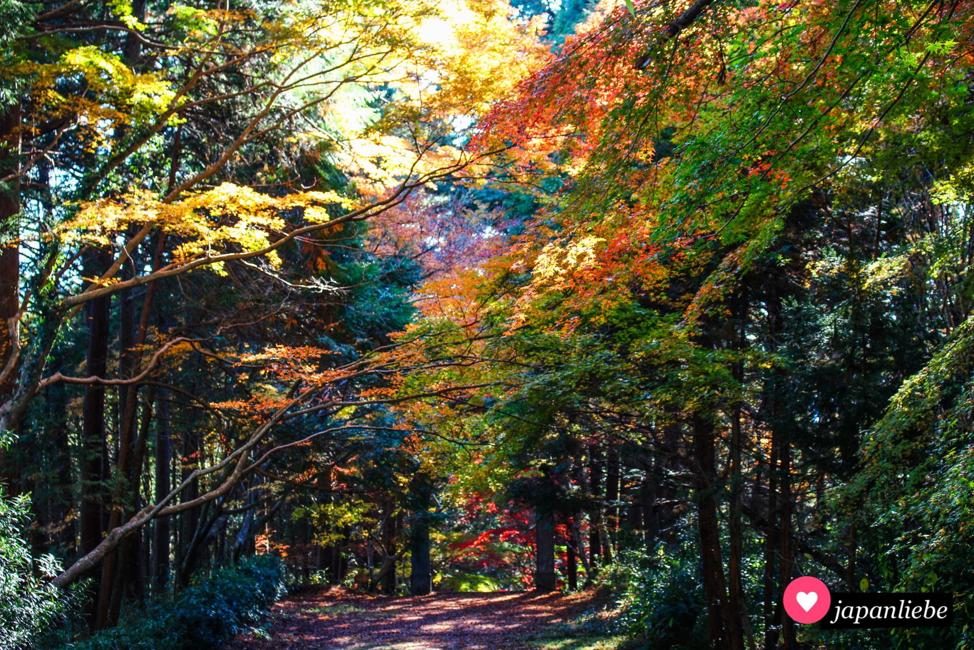 Der Weg hinab vom Nyohō-ji-Tempel in Ōzu führt durch einen im Herbst wundervolle gefärbten Herbstwald.