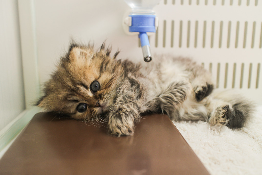 Eine Babykatze in einem Tiergeschäft in Shibuya. (Foto Francesbean auf Flickr https://flic.kr/p/QZgouJ CC BY-ND 2.0 https://creativecommons.org/licenses/by-nd/2.0/)