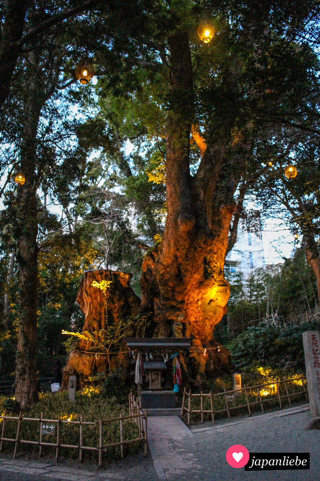 Der o-kusu genannte Kampferbaum auf dem Gelände des Kinomiya-Schreins ist angeblich Japans zweitältester Baum.