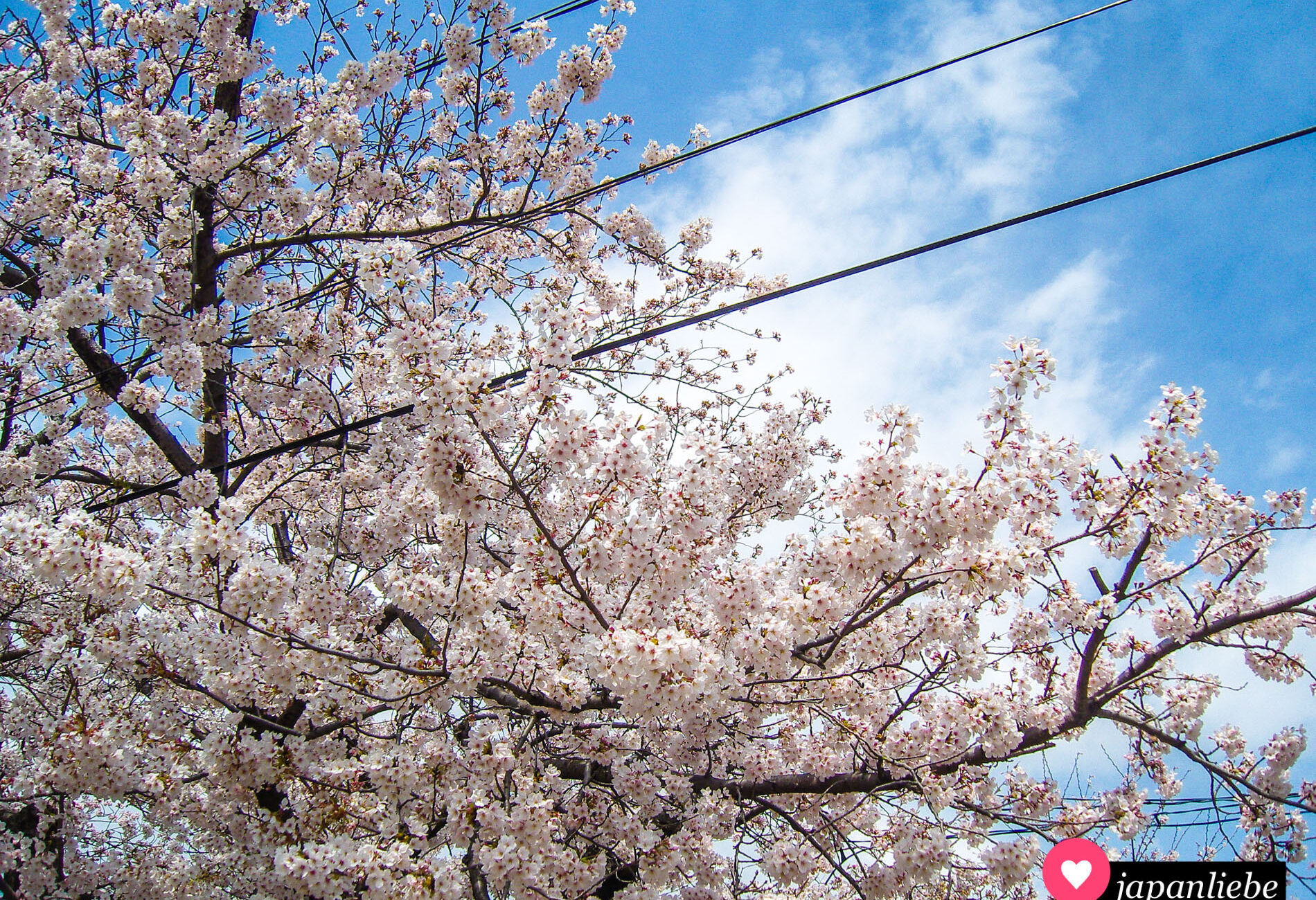 Ein blühender Kirschbaum in Okazaki vor strahlend blauem Himmel.