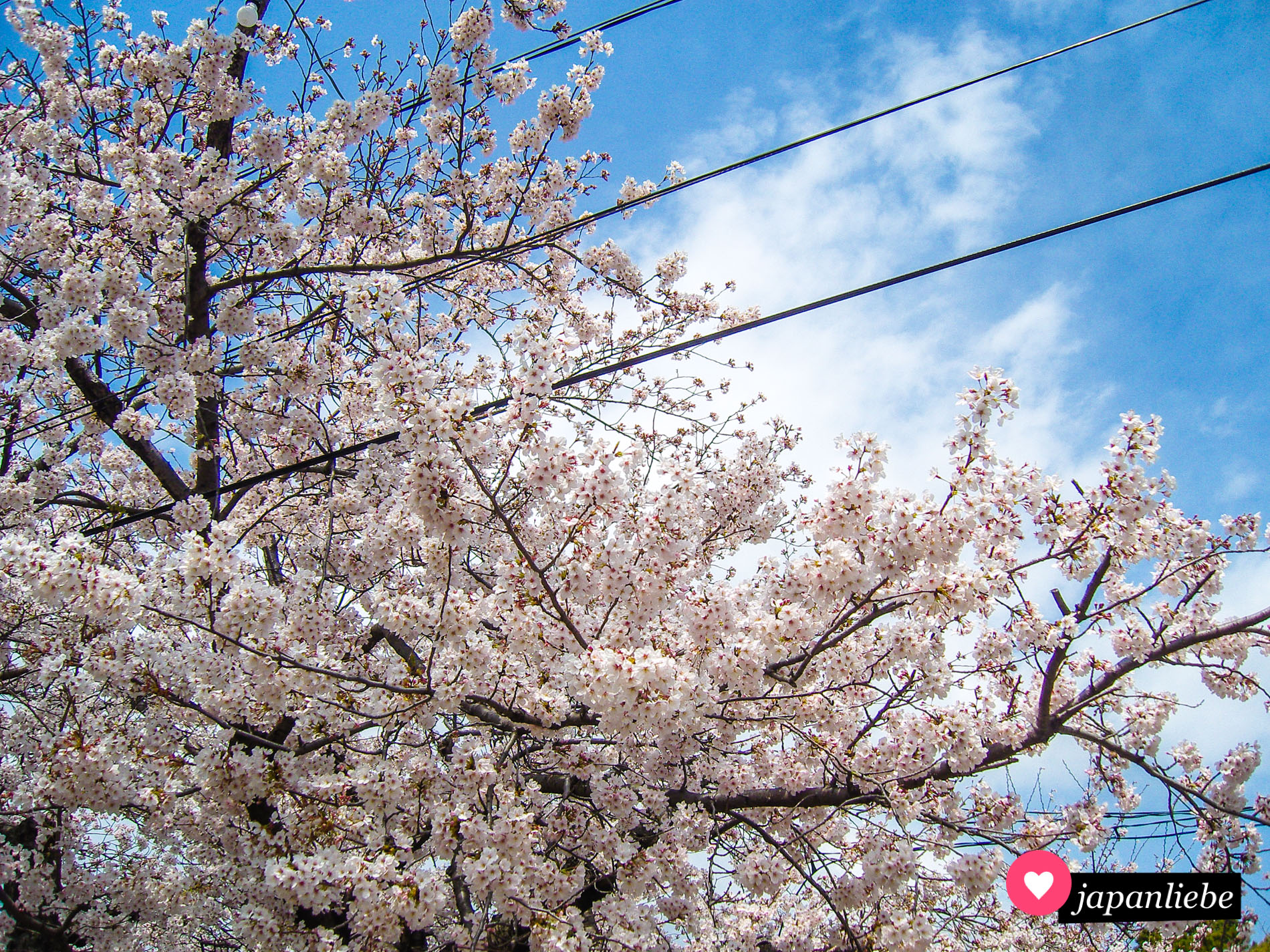 Ein blühender Kirschbaum in Okazaki vor strahlend blauem Himmel.