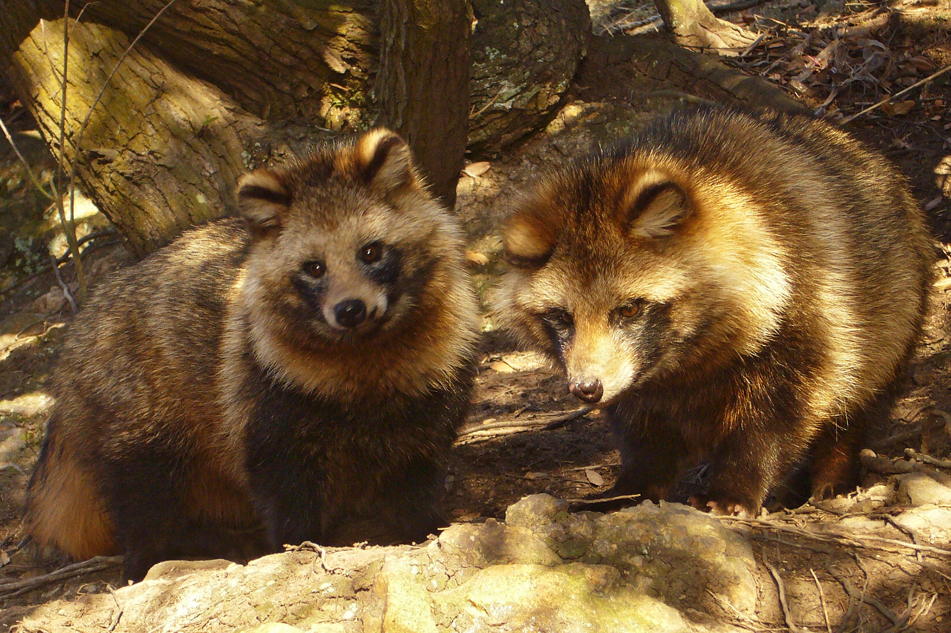 Marderhunde in Realität. (Foto: 663highland auf Wikimedia Commons https://commons.wikimedia.org/wiki/File:Tanuki01_960.jpg, CC BY 2.5 https://creativecommons.org/licenses/by/2.5/deed.en)