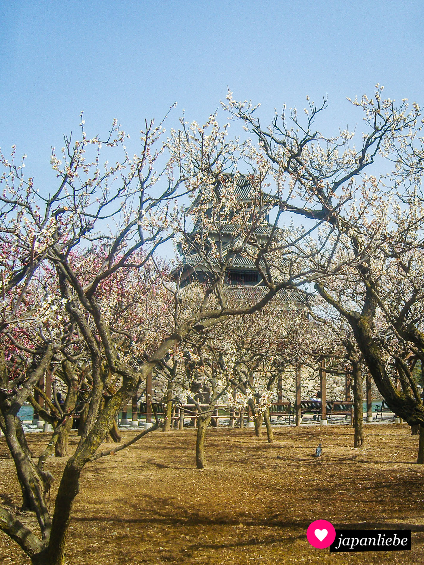 Im Frühjahr blühen rund um die Burg viele Kirschbäume und locken Touristen an.