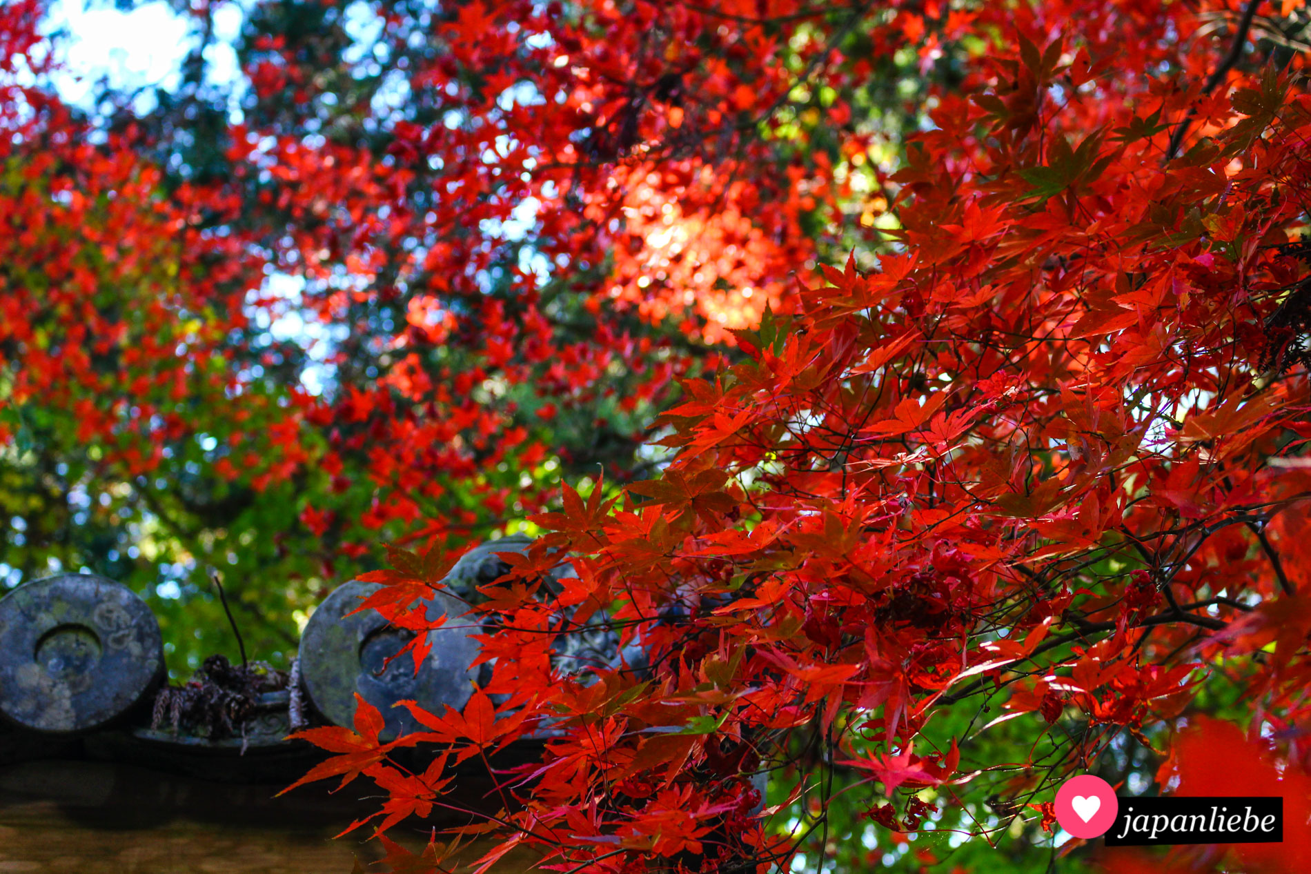 Feuerrote Blätter eines Ahorns am Nyohō-ji-Tempel in Ōzu.