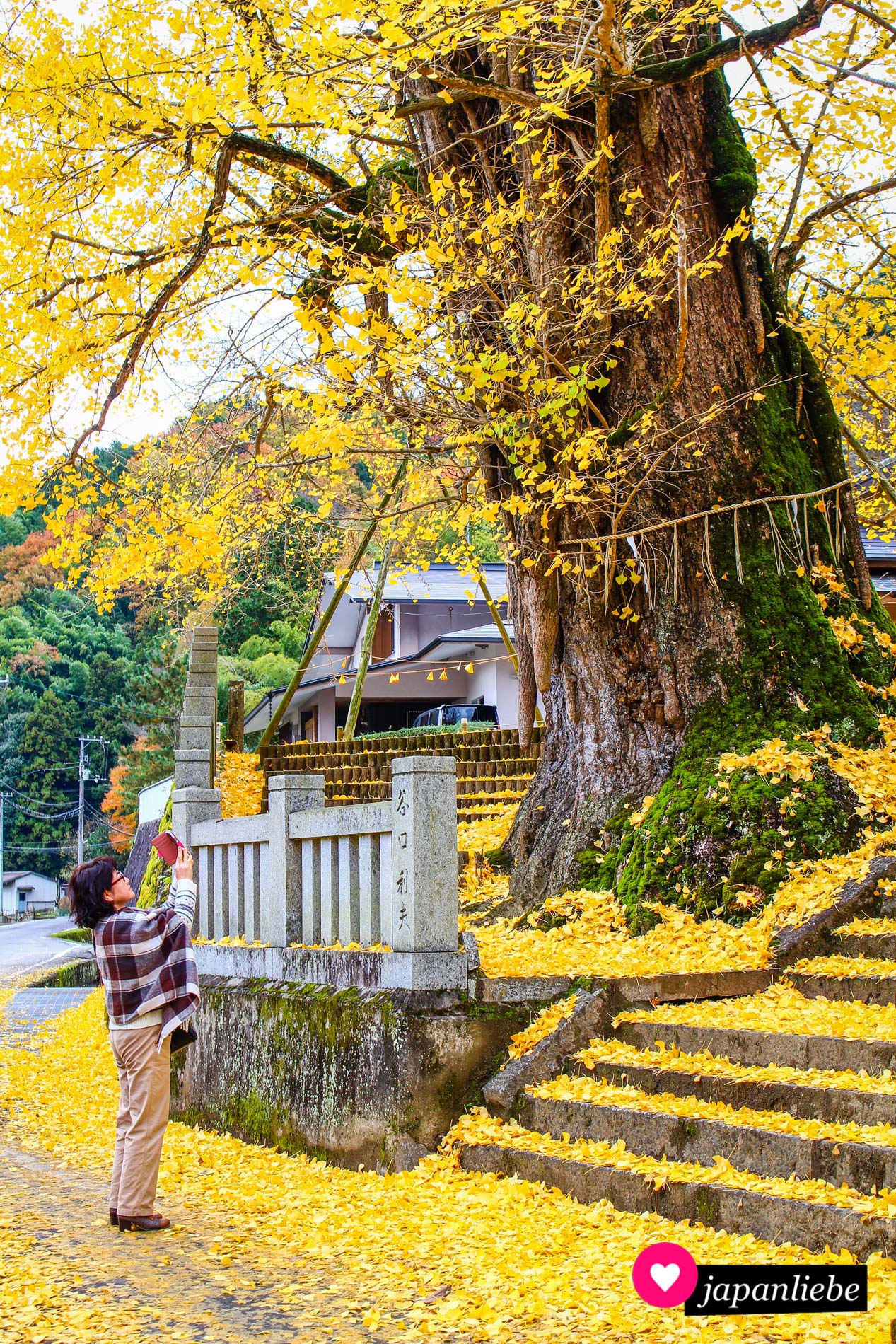 Beliebtes Fotomotiv: die Ginko des Iwabu Hachiman-Schreins in Shionoe.