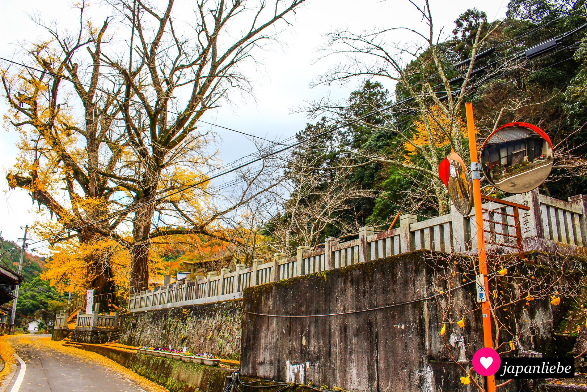 Anfang Dezember hatten die Ginko vom Iwabu Hachiman-Schrein in Shionoe ihre Blätter schon fast komplett verloren.