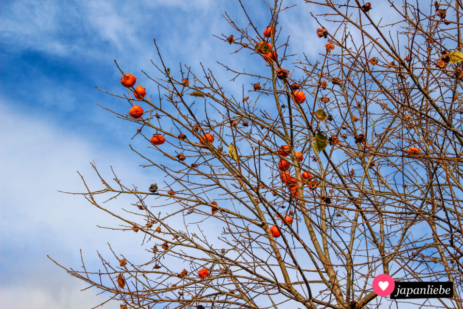 Persimmon Japan und der obligatorische „kaki“Baum japanliebe.de