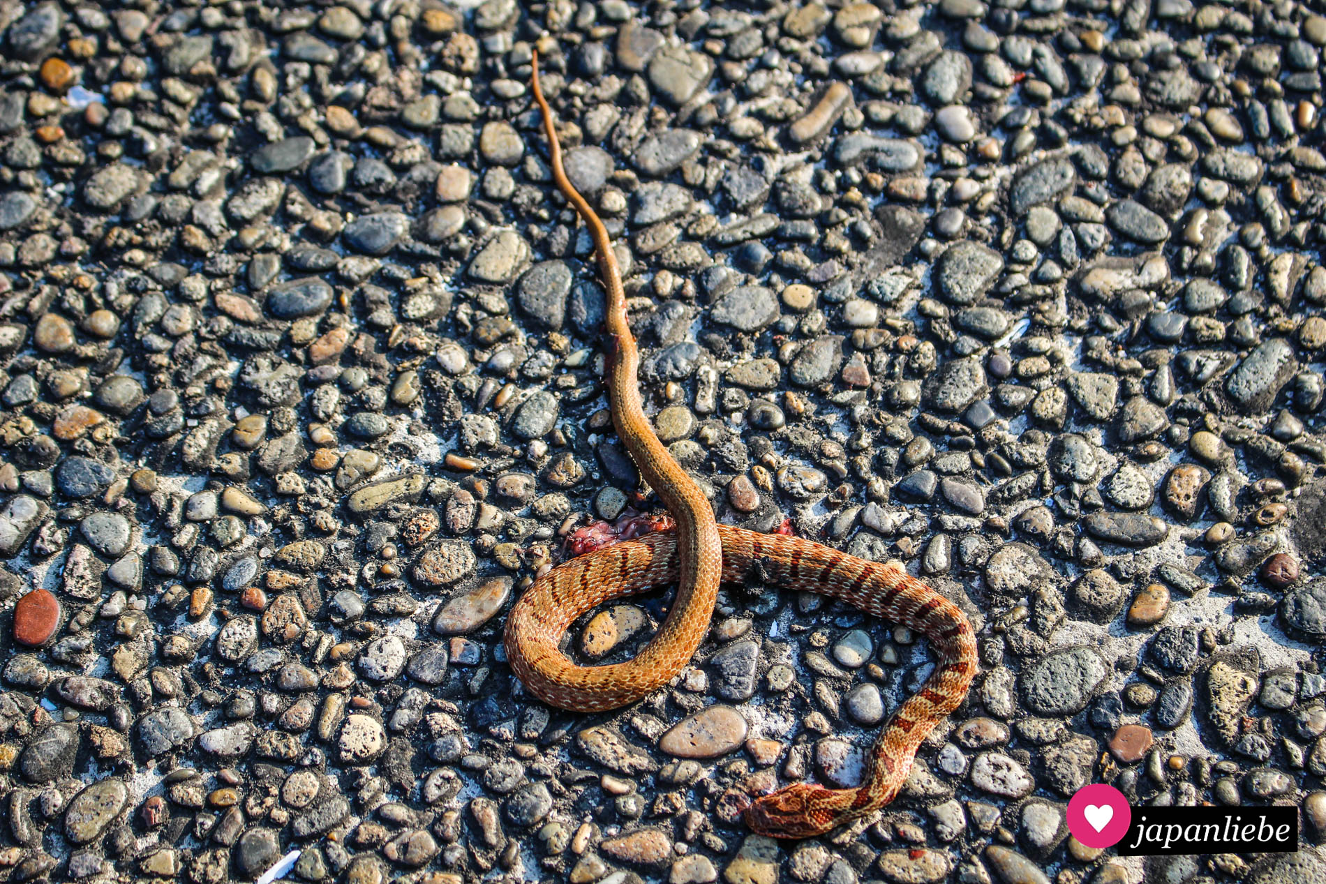 In Iwakuni findet sich eine rare Schlangenart, bei der es ungewöhnlich oft zu Albino-Ausprägungen kommt.