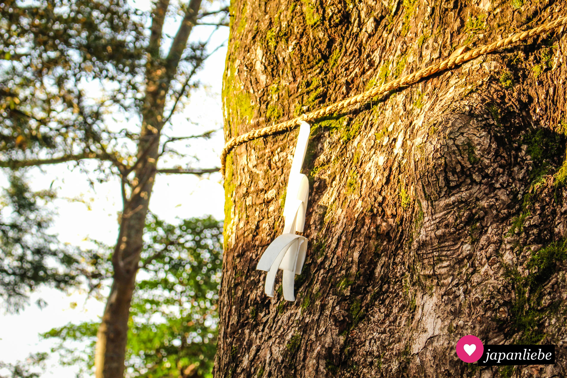 „shimenawa“-Reisstrohseil und „shide“-Zickzackstreifen markieren den Baum als heilig.