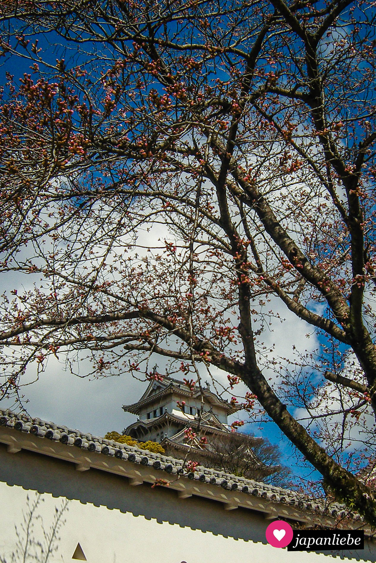 Am 26. März 2010 hieß es in Himeji noch warten auf das Öffnen der Kirschblüten. 2023 stehen die selben Bäume bereits in voller Blüte.