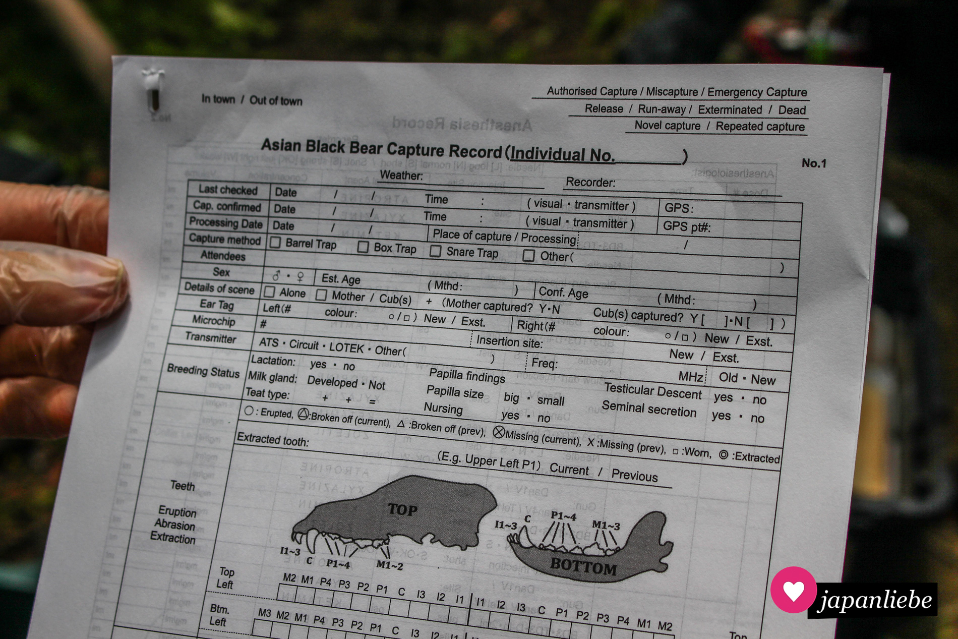 Wird ein Asiatischer Schwarzbär gefangen genommen, werden jede Menge Daten erfasst.