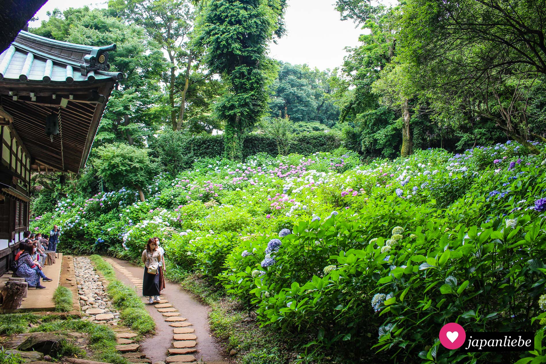 Besucher des Myōraku-ji-Tempels genießen die Aussicht auf einen der bepflanzten Hortensienhänge.
