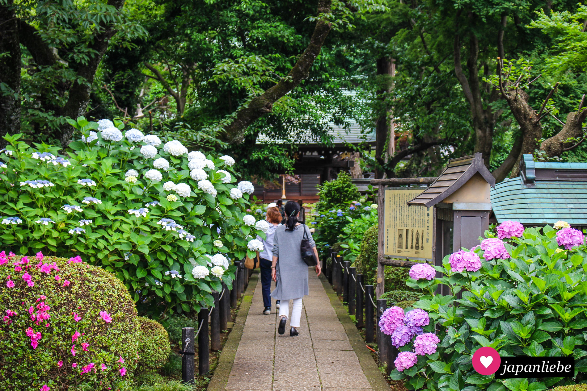 Bereits am Einganz zum Myōraku-ji-Tempel säumen Hortensien links und rechts den Weg.