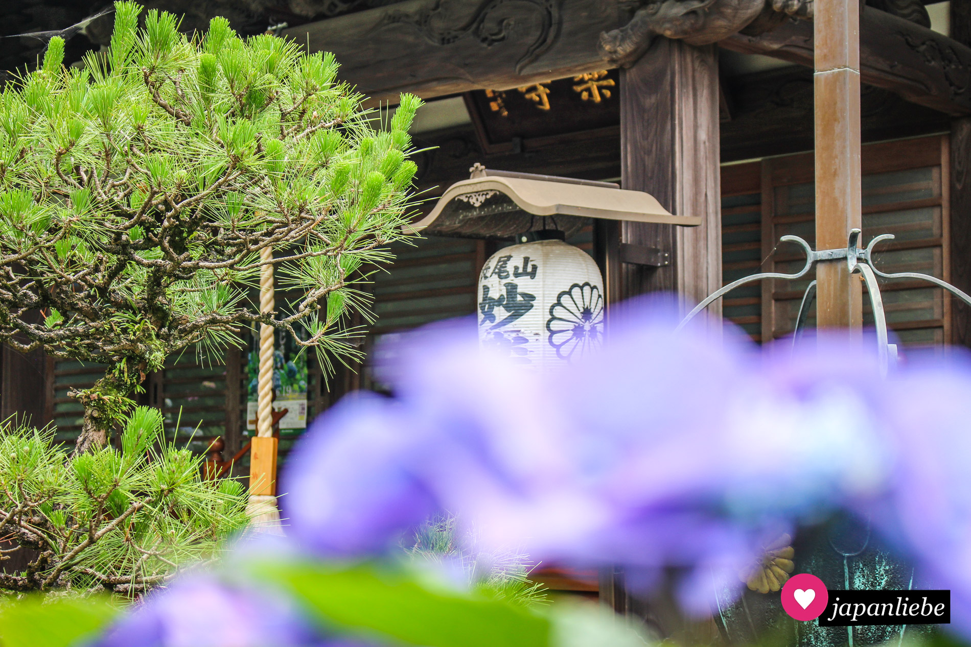 Die Hortensien, die zur Regenzeit am Ajisai-dera blühen, bilden farblich einen wunderbaren Kontrast zum Holz der Tempelgebäude.
