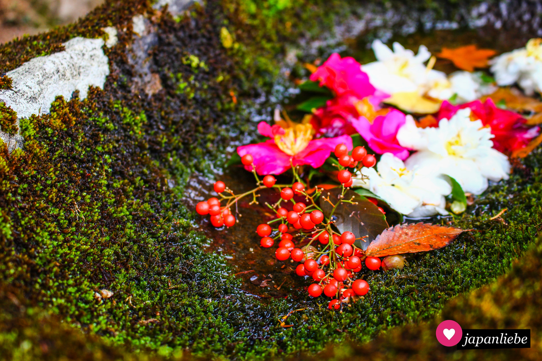 Ein kleiner, mit Moos bewachsener Wassertrog am Iwabu Hachim-Schrein in Shionoe ist mit Blättern, Blüten und Früchten geschmückt.