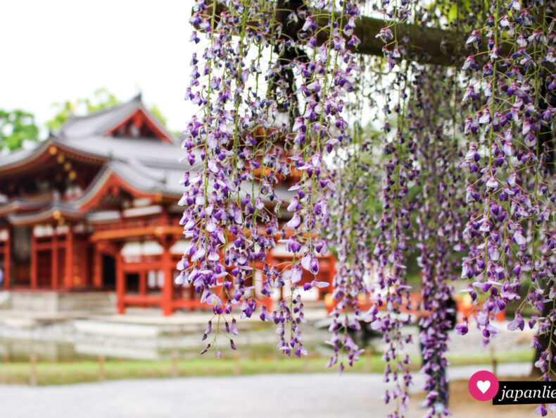 Blauregen am Byōdō-in-Tempel in Uji.