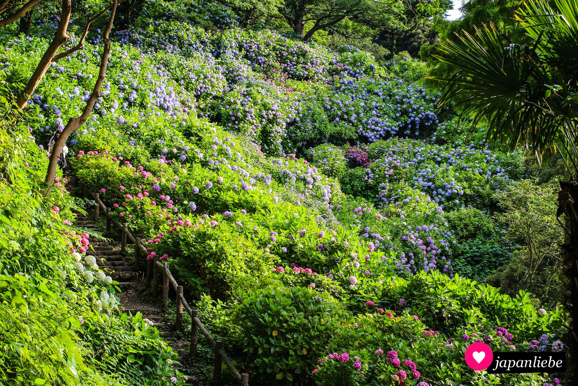 Unzählige Hortensienbüsche blühen im Juni im Shimoda-Park.