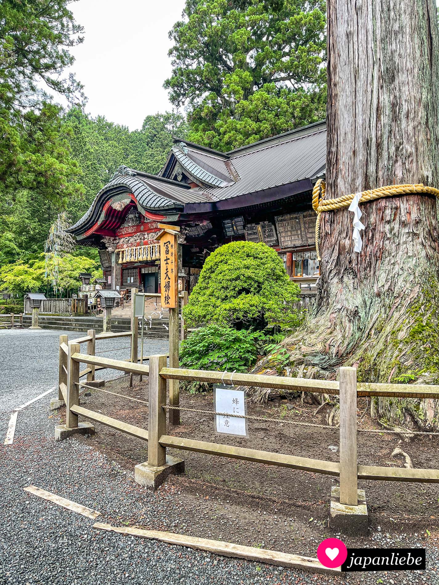 Die riesigen Zedern zeugen vom Alter des Kitaguchi Hongu Fuji Sengen-Schreins.