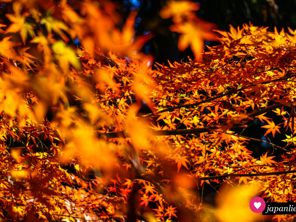 Wunderschönes Herbstlaub im Ritsurin Kōen-Garten in Takamatsu.