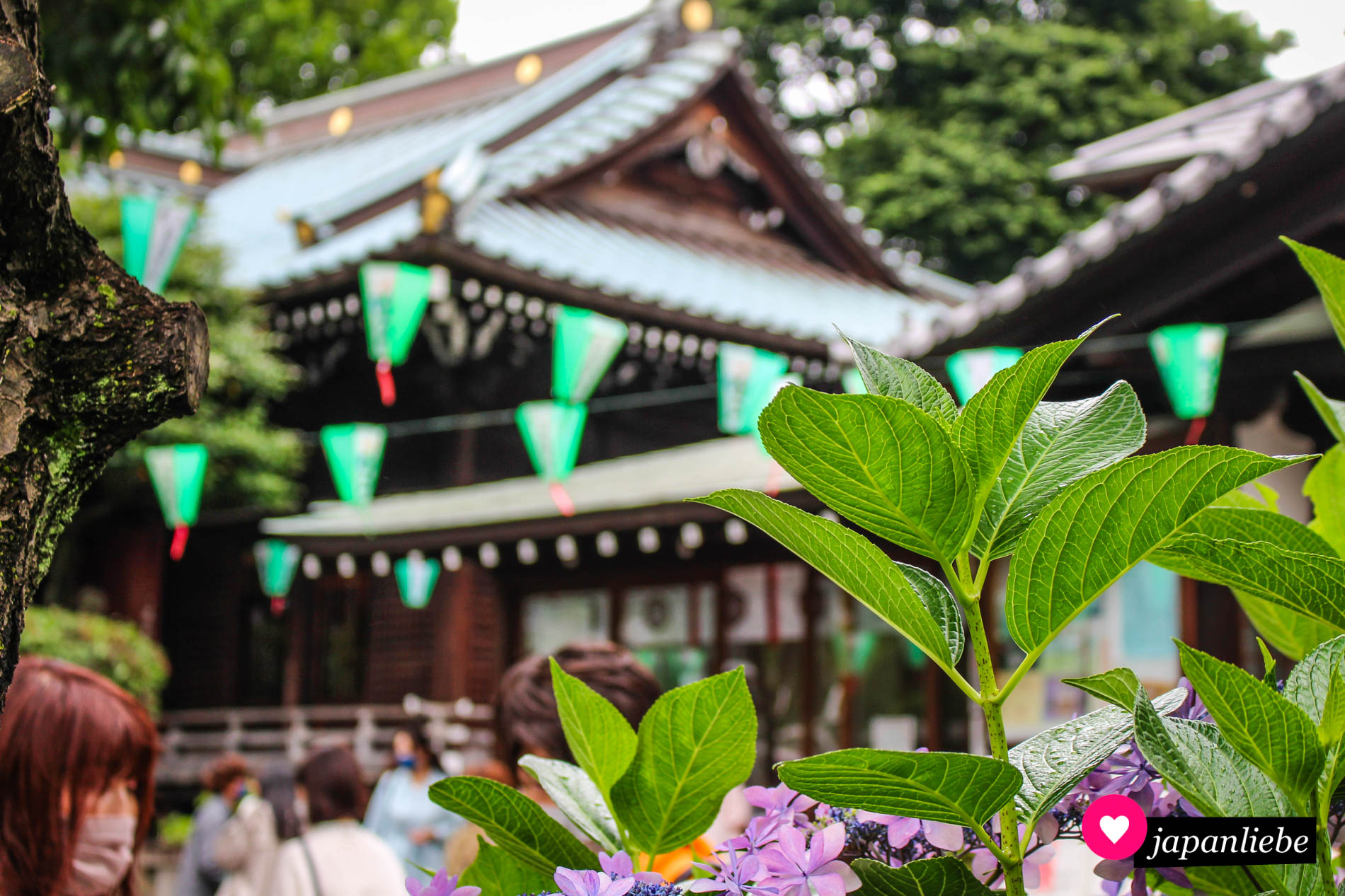 Im Juni findet am Hakusan-jinja das Ajisai Matsuri statt.