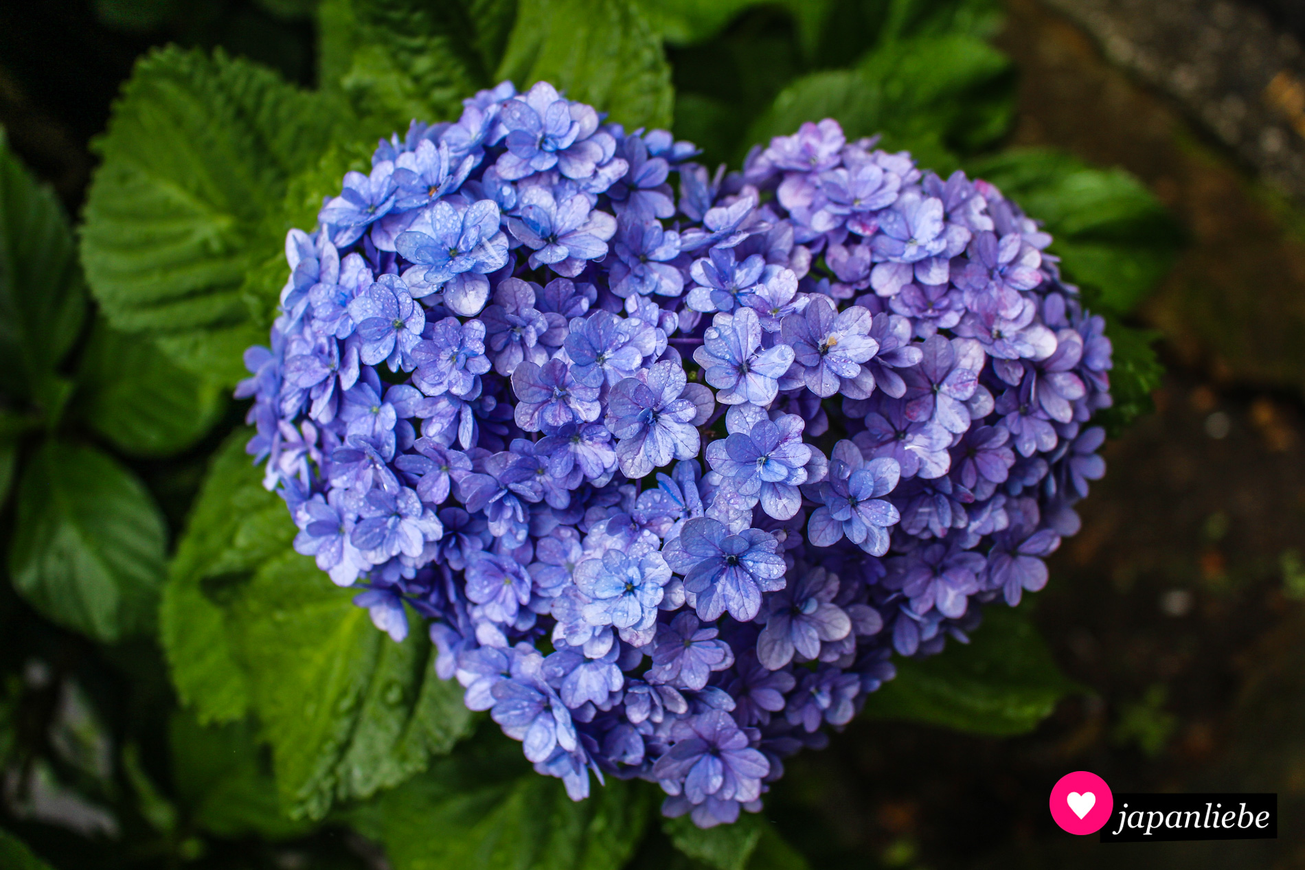 Eine Hortensienblüte in Herzform.