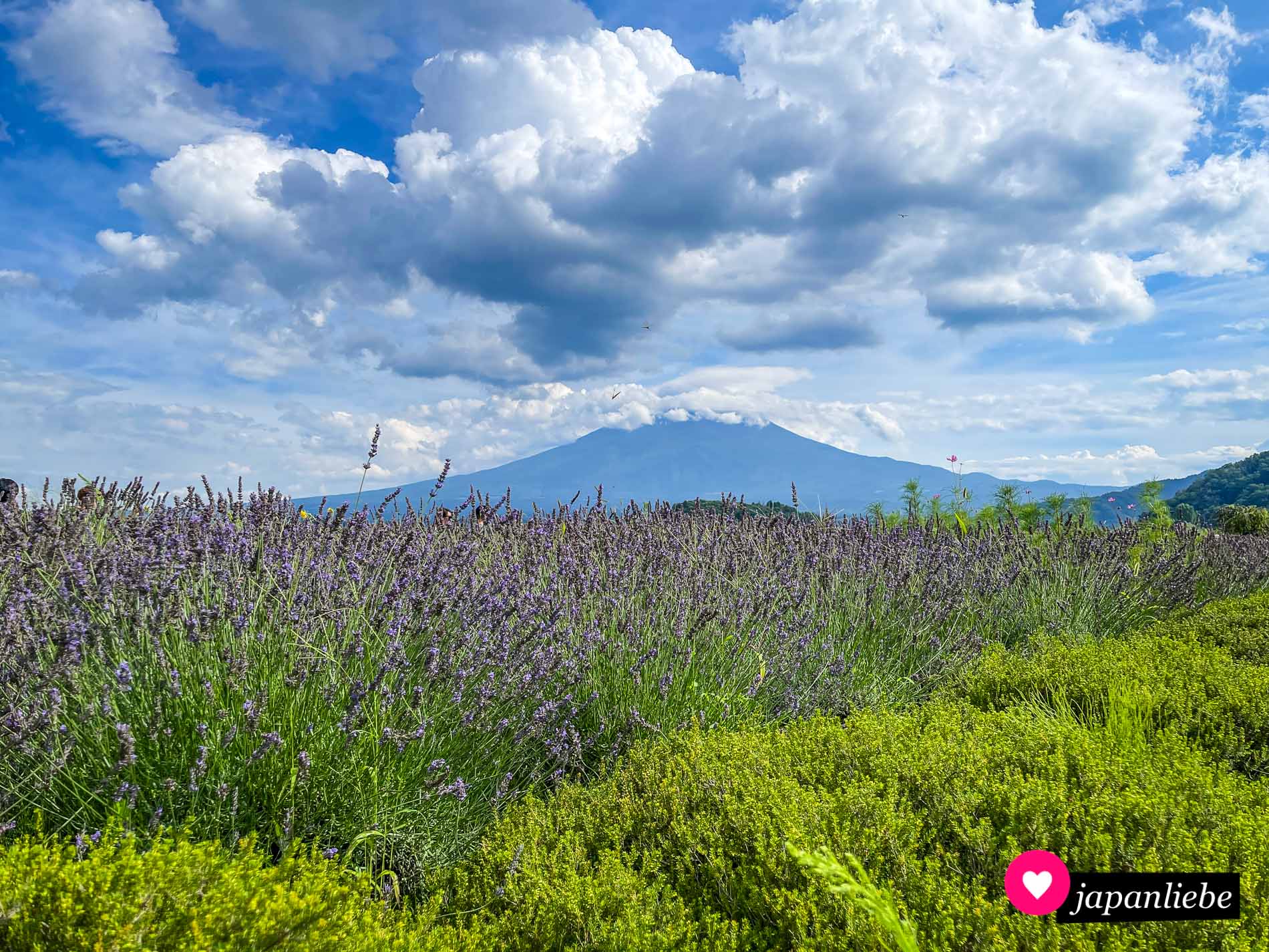 Blick auf den Fuji vom Oshi-Park in Kawaguchiko uas. Im Juli blühen dort Lavendel und Sonnenblumen.